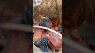 Feeding Time Frenzy Zitting Cisticola Babies in Action youtubeshorts shorts [upl. by Adnimra]