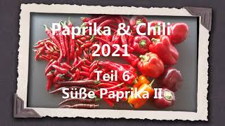 Paprika amp Chili 2021 Teil 6  Süße Paprika II [upl. by Ahsenauj]