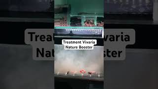 Treatment Vivaria Nature Booster 🔥ikan goldfish ikanhiasaquarium hobbyikanhias [upl. by Etnovahs]