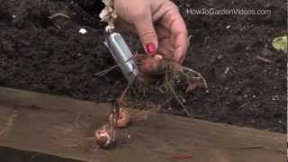 How to Plant Crocosmia Bulbs [upl. by Lemraj665]