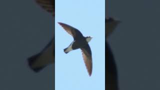 🐦【鳥図鑑】🐦ハリオアマツバメ（282）Whitethroated needletail （Asian Spinetailed swift  Needletailed swift etc [upl. by Reilamag]