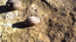 Big Bead Mesa in Cibola National Forest [upl. by Poppo]