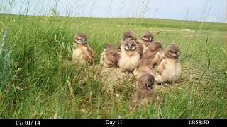 Growing Up with Burrowing Owls [upl. by Ireg]