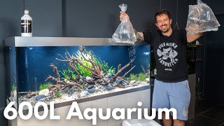 Die ersten Fische im 600L FlussStyle Aquarium [upl. by Ashlin405]