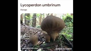 Lycoperdon umbrinum [upl. by Romito]