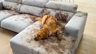 Dog Makes Muddy Mess 😮🤣 FUNNIEST Animal Videos [upl. by Hoopen727]