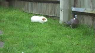 Guinea pigs chase pigeon [upl. by Belier]