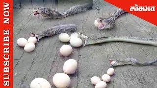 Viral Video Cobra throws up 9 Eggs After swallowing  चंद्रपुरात कोब्राने गिळली होती नऊ अंडी [upl. by Acceb]