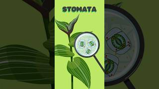 Stomata Structure Function amp Importance in Plants  Photosynthesis Respiration amp Transpiration [upl. by Hennie]