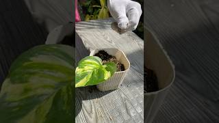 AMAZING POTHOS PLANT [upl. by Akelahs]