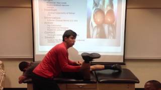 Gluteus Maximus Palpation Manual Therapy and Stretch [upl. by Dwane]