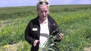 Canola School  How Do I Know When to Swath [upl. by Miner]