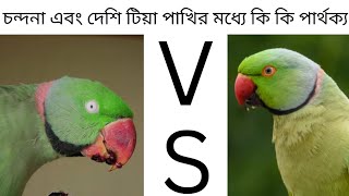 Ringneck V  S Alexandrine Parrot  Difference Between Ringneck amp Alexanderine Parrot [upl. by Onairotciv]