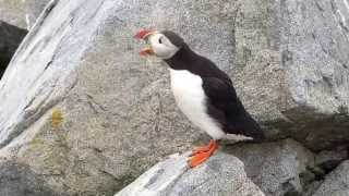 Atlantic Puffin Machias Seal Island NB Canada [upl. by Fritzsche102]