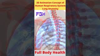 3D Animation Concept of Human Respiratory System Lung Anatomy  Shorts [upl. by Ecilahc]