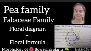 Fabaceae Family Pea 🫛 family full topic explained [upl. by Ytnom347]