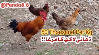 Expensive Cock bird found in Northern Pakistan [upl. by Blank643]