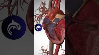 Heart Circulation  3D Animation heart heartbeat [upl. by Britney305]