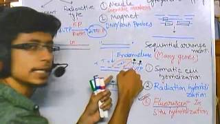 Gene mapping part 6 Fluorescent in situ hybridization [upl. by Neliac542]