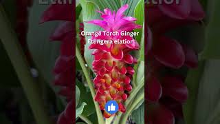 Orange Torch Ginger Lily [upl. by Farver]