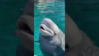 Beluga Whale Vocalizations [upl. by Solracesoj]