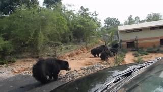 Indias Sloth bears [upl. by Kiele]