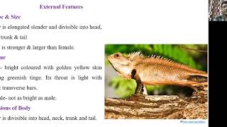 External features of calotes [upl. by Stralka]