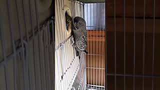 Blackface black wing budgies pair birds youtubeshorts [upl. by Mosa194]