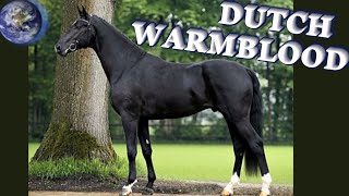 TOP Beautiful Dutch Warmblood Horse in the World [upl. by Maisie128]