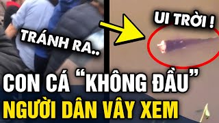 Xuất hiện CÁ KHÔNG ĐẦU sống trong đình Tam Lư khiến người dân HIẾU KỲ VÂY XEM  Tin 3 Phút [upl. by Cointon]