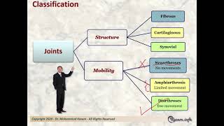 Histology of Joints [upl. by Ahseken]