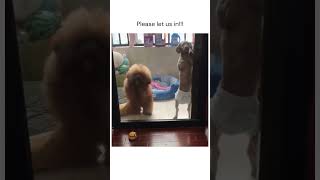 Daily Dose Internet Dogs Part 24 dogs dogshorts funny pets animals cutedog [upl. by Mathi]