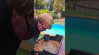 Harvesting a new Dawn Redwood bonsai after 2 months [upl. by Nylarahs268]