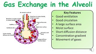 A Level amp GCSE Biology Alveoli Gas Exchange amp Practice Exam Question [upl. by Ned]