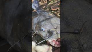 Puppies And Catfish shorts animals fishing new viralvideo [upl. by Nosnibor144]