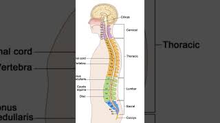 Know your vertebraebiology anatomy education biologybook shortvideo shorts subscribe [upl. by Ognimod]