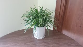 Cây Lan Chi  cách trồng và chăm sóc  How to grow and care Spider plant  Thanh Moc Garden [upl. by Thaxter]