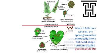 Biology 3rd Secondary Egypt Chapter 3 Polypodium life cycle [upl. by Ocisnarf]