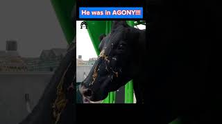 He was in AGONY 😭😫🥺 tiktokfyp viral cow hoof hoofcare hoofpicking hoofcleaning hooftriming [upl. by Yrrol]