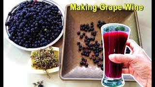 How To Make Grape Wine at Home  Homemade Red Wine Recipe  Craft Village [upl. by Lash522]