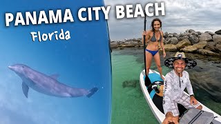 Swim with DOLPHINS 🐬 St Andrews State Park  Panama City Beach Florida [upl. by Arnaldo]