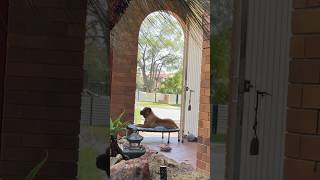 dog sharpei toowoomba [upl. by Woodruff]