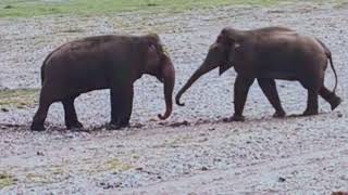 Elephant fighting  elephant vs elephant Fight 🥊 PMvlogger95 [upl. by Glenda74]