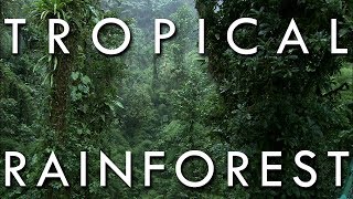 The Tropical Rainforest Climate  Secrets of World Climate 1 [upl. by Viki163]