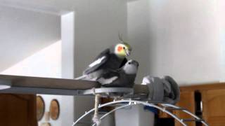 Male cockatiels mating [upl. by Ztirf]