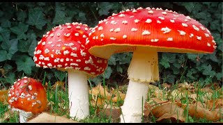 Introduction to Mycology [upl. by Miksen3]