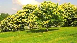 Chestnut trees and their catkins in the spring [upl. by Rory]