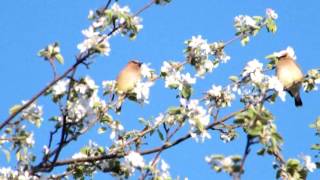 Cedar Waxwings eating apple blossoms [upl. by Odnanreh]