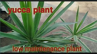 yucca plant with care and tips [upl. by Ileyan547]