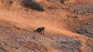 Female leopard with adorable cubs  one is injured and has a distinct limp [upl. by Anerehs]